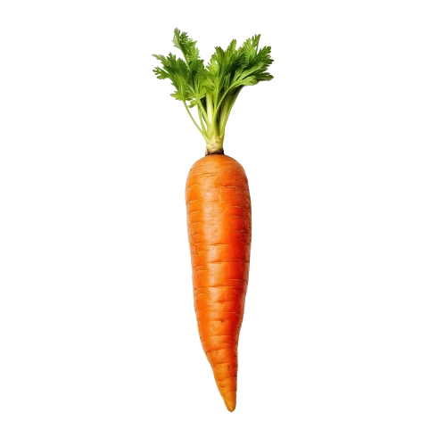Carrot Vietnam — bestseller fresh vegetable from CGS Foodstuff