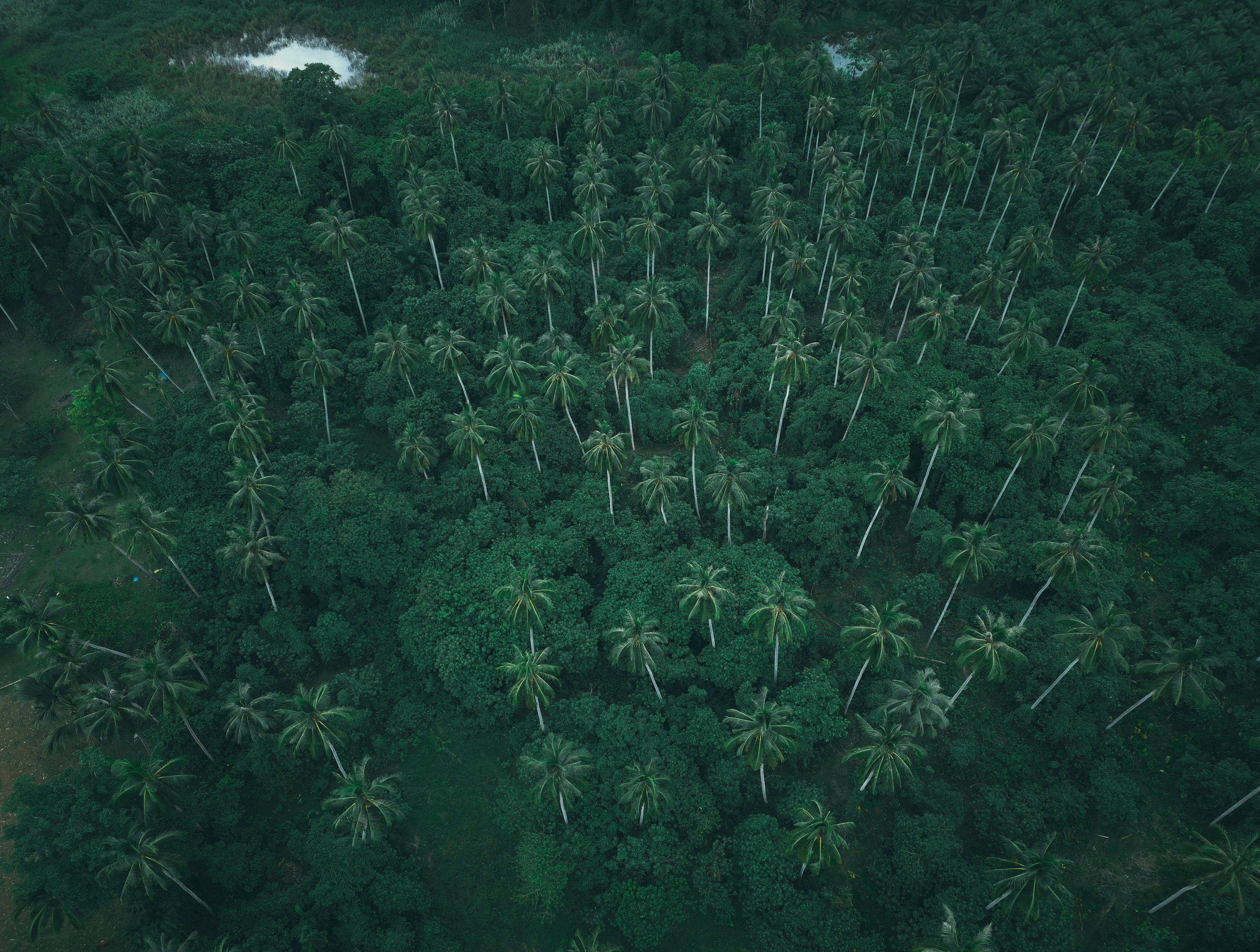 Aerial coconut palms in a tropical grove
