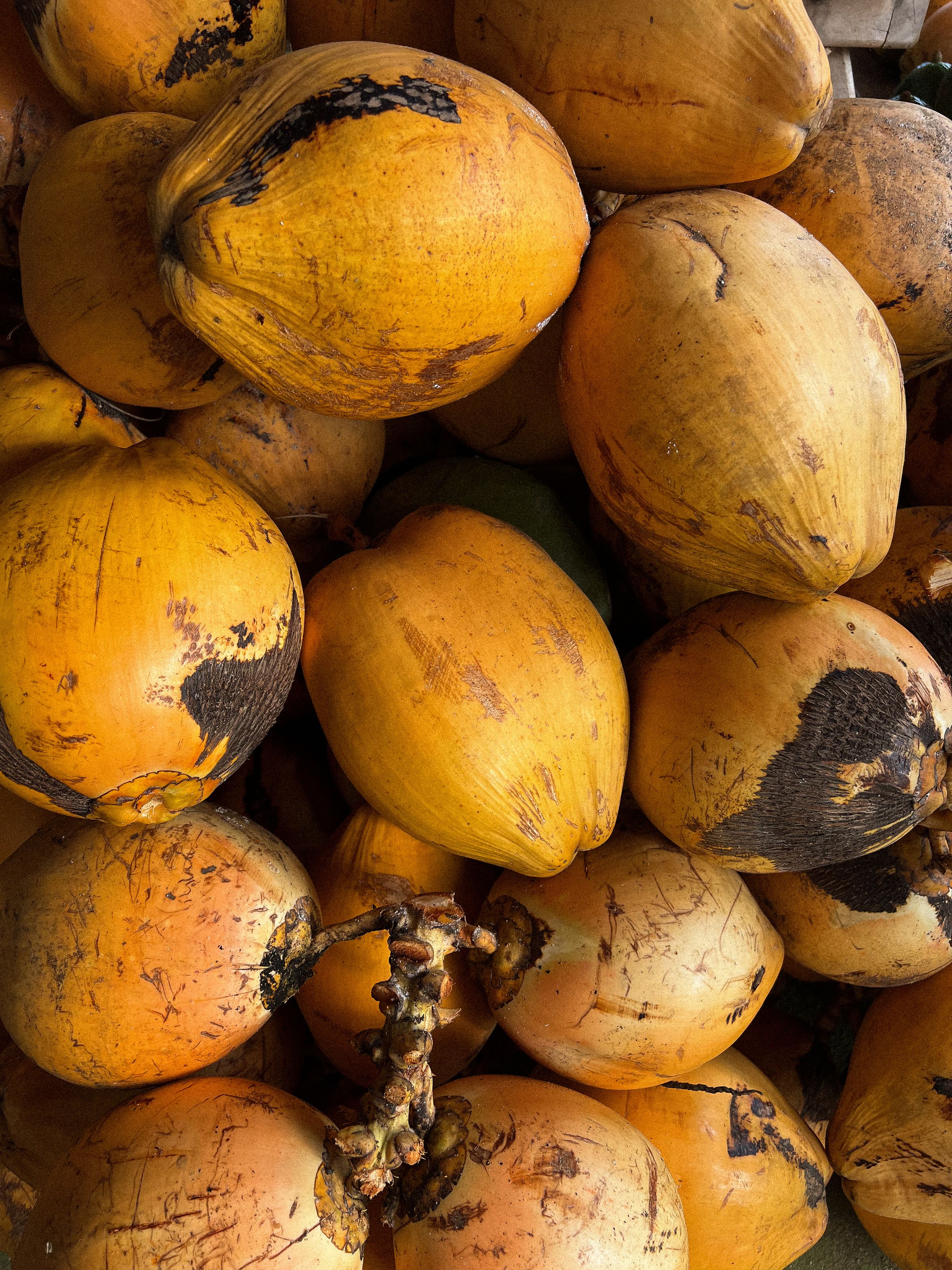 Whole coconuts stacked for trade