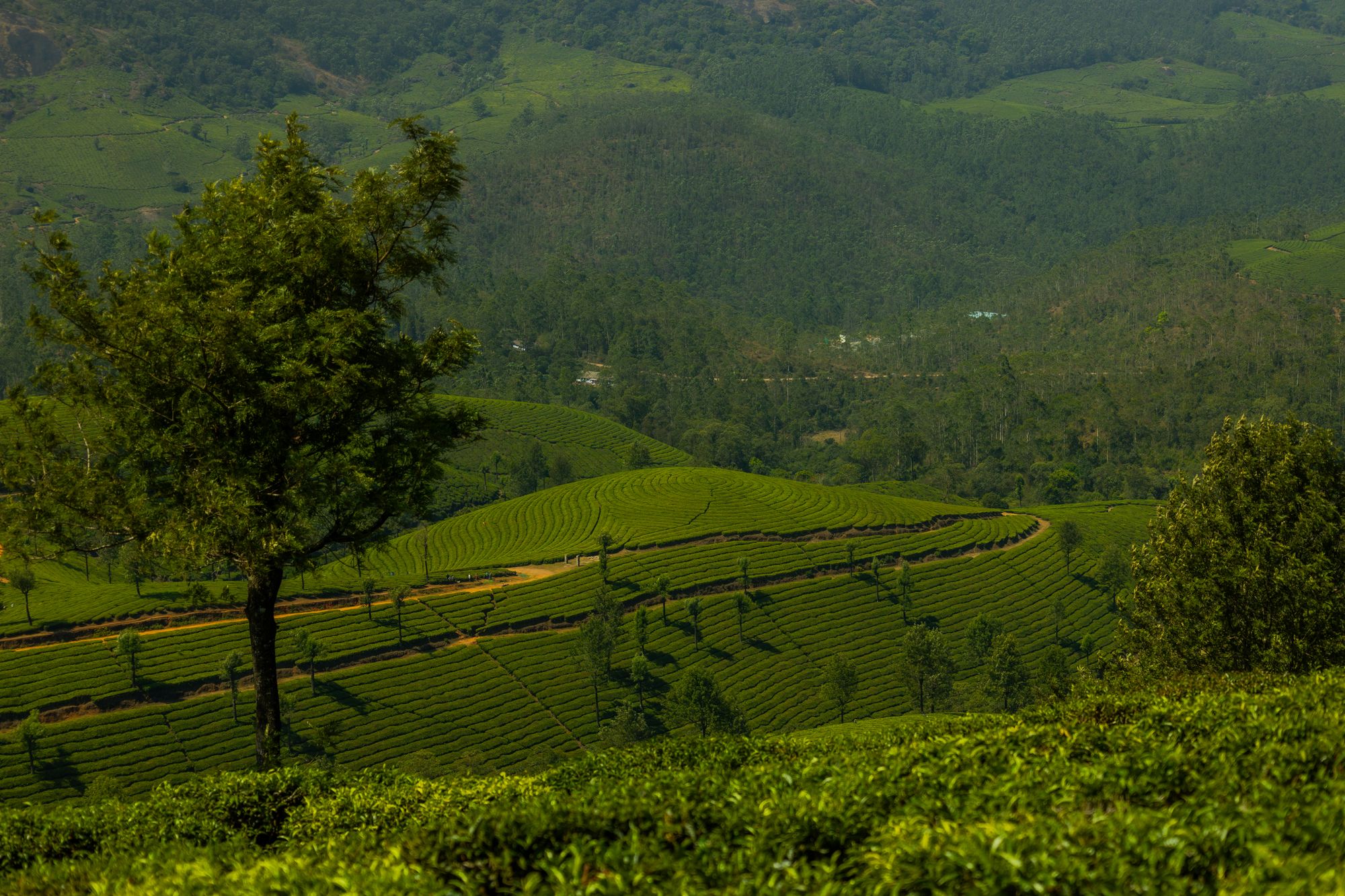 Tea country hills inland from the Calicut coast