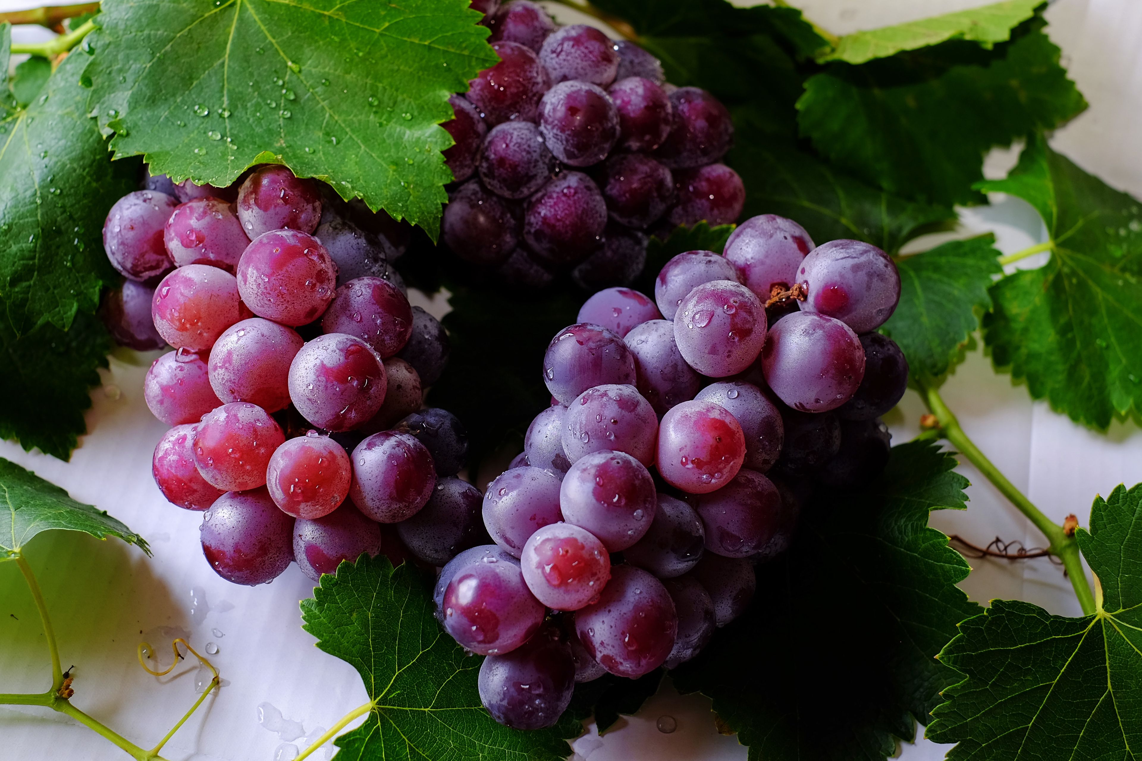 Bunches of red grapes with vine leaves